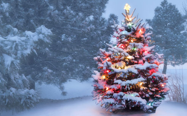 Bäume per Post versenden? Warum nicht. Immer mehr klassische Offline-Branchen entdecken den E-Commerce für sich, auch die Weihnachtsbaumverkäufer. 