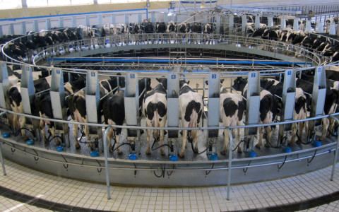 Automatisiertes Melk-System
