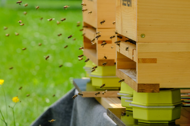 Narrowband IoT im Einsatz am Beispiel eines Bienenstocks
