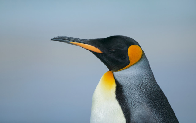Pinguin / Linux