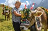 Schweizer Alm - Kuh und Hütejunge