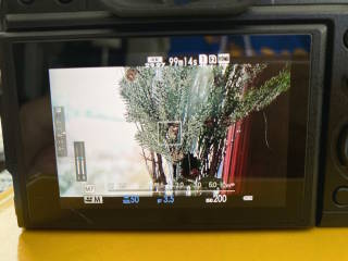 Display einer Kamera; im Bild ist der Fokus auf eine Zimmerpflanze gelegt
