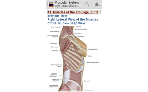 The Muscular System Manual - Die teuerste App des Amazon XMAS-Specials bringt Ihnen die Muskelstruktur des menschlichen Körper näher.
