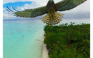 Vogelflug in Polynesien